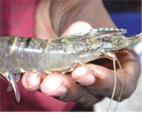 Diseased shrimp 